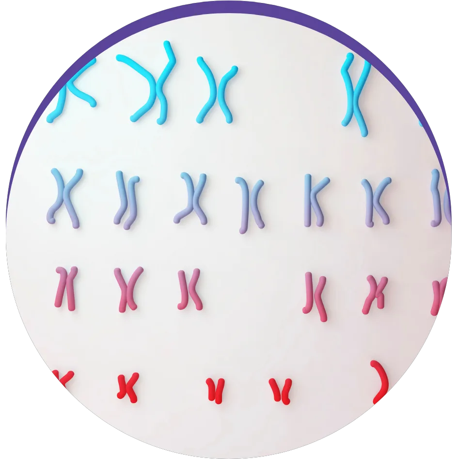 Geneid Lab Cariotipo Da Sindrome De Angelman Cápsula